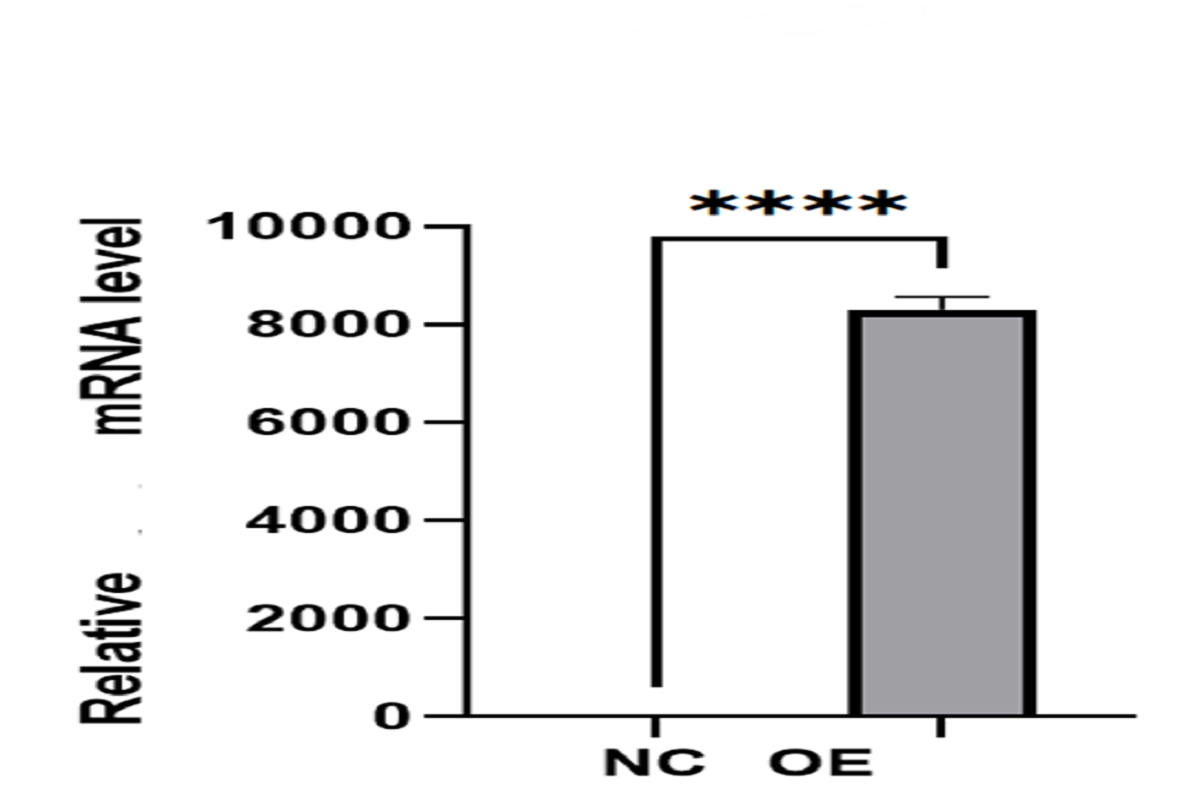 Cell Transfection | U251 Glioblastoma Cells Transfection – DNA