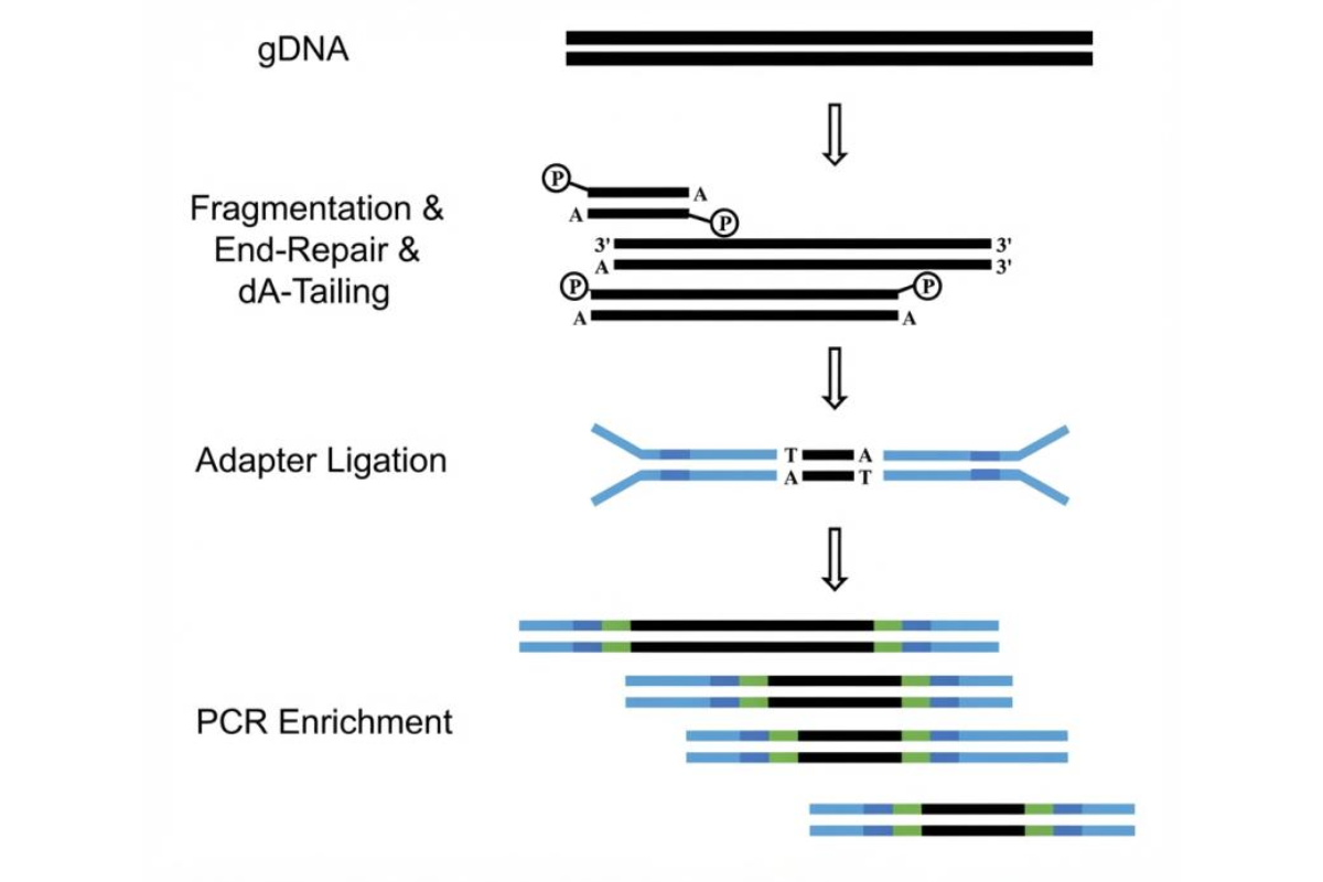 T4 DNA Ligase Guide: Optimization Protocol for Adapter Ligation in NGS Library Preparation