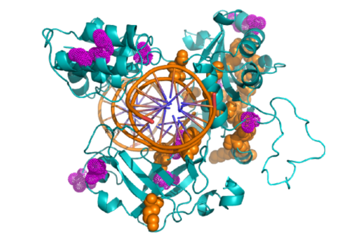 T4 DNA Ligase: From Molecular Structure to Cutting-Edge Applications
