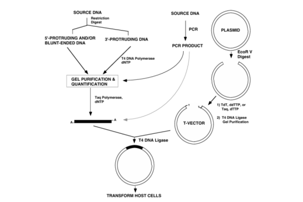 T4 DNA Ligase Guide: Comprehensive Strategy for Enhancing TA and Blunt-End Cloning Efficiency