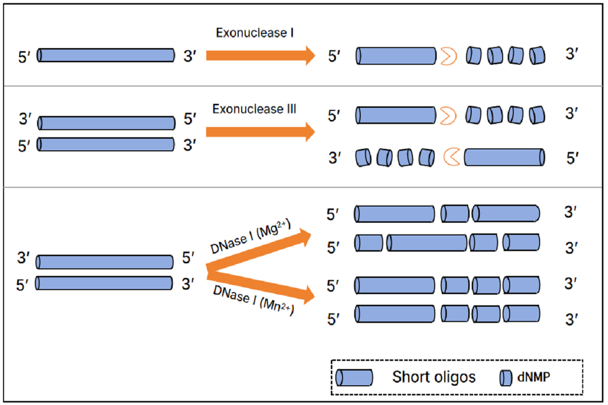 Smart Enzyme Choices for Smarter Science: Matching Nucleases to Your Experimental Needs