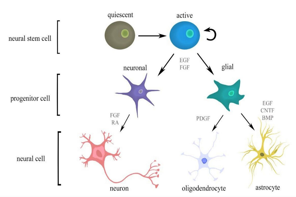 Cytokines: The Code to Unlock the Fate of Neural Stem Cells