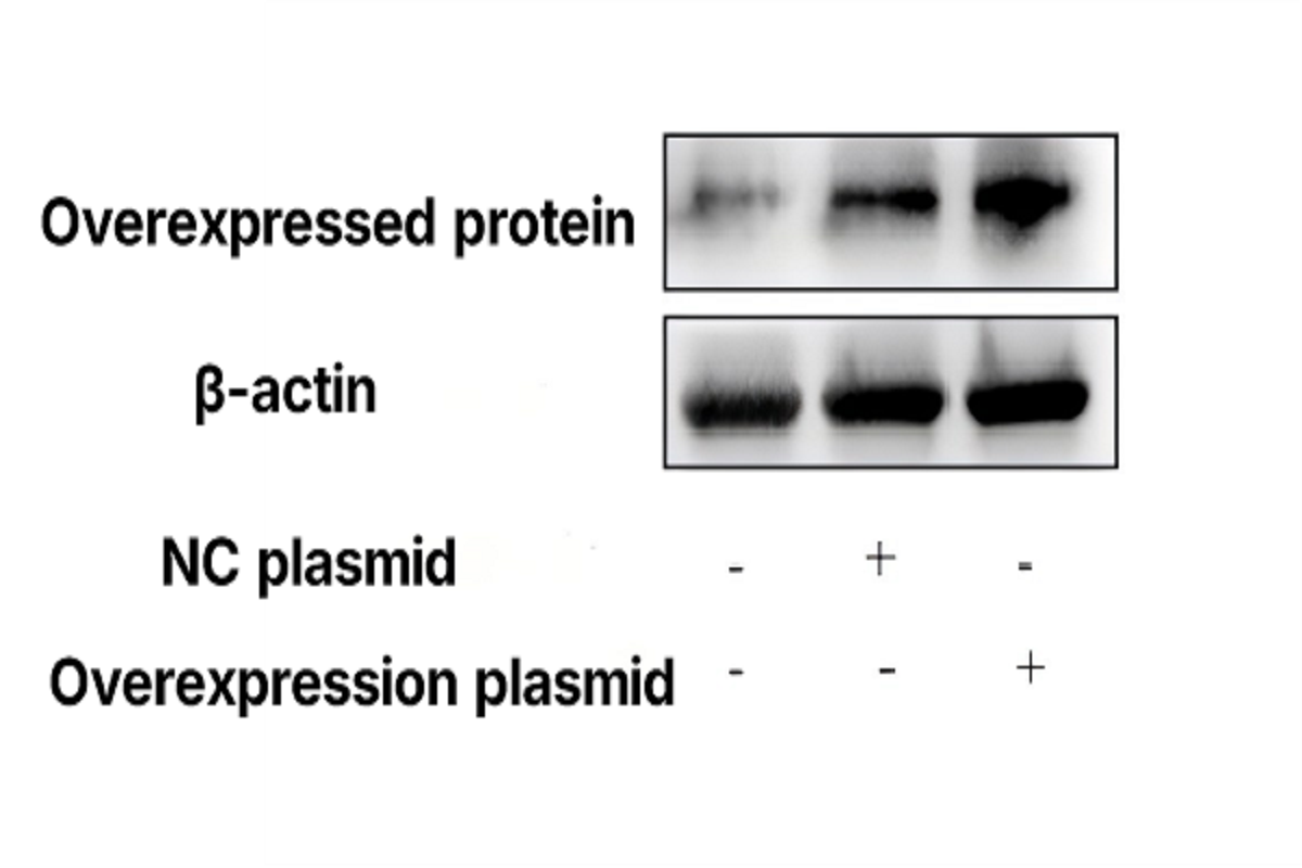 Cell Transfection | RAW264.7 Mouse Monocytic Macrophage Cells Transfection – DNA