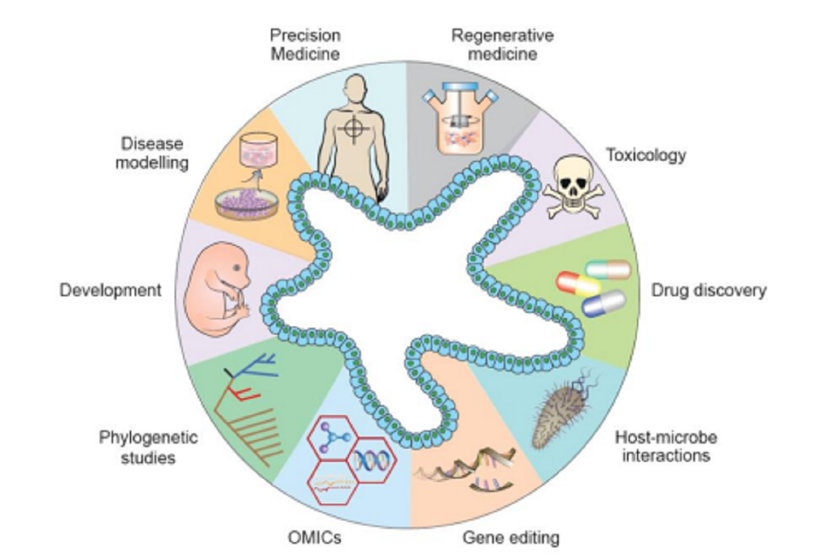 Ceturegel™ Matrix Gel: Comprehensive Guide to Organoid and Related Applications