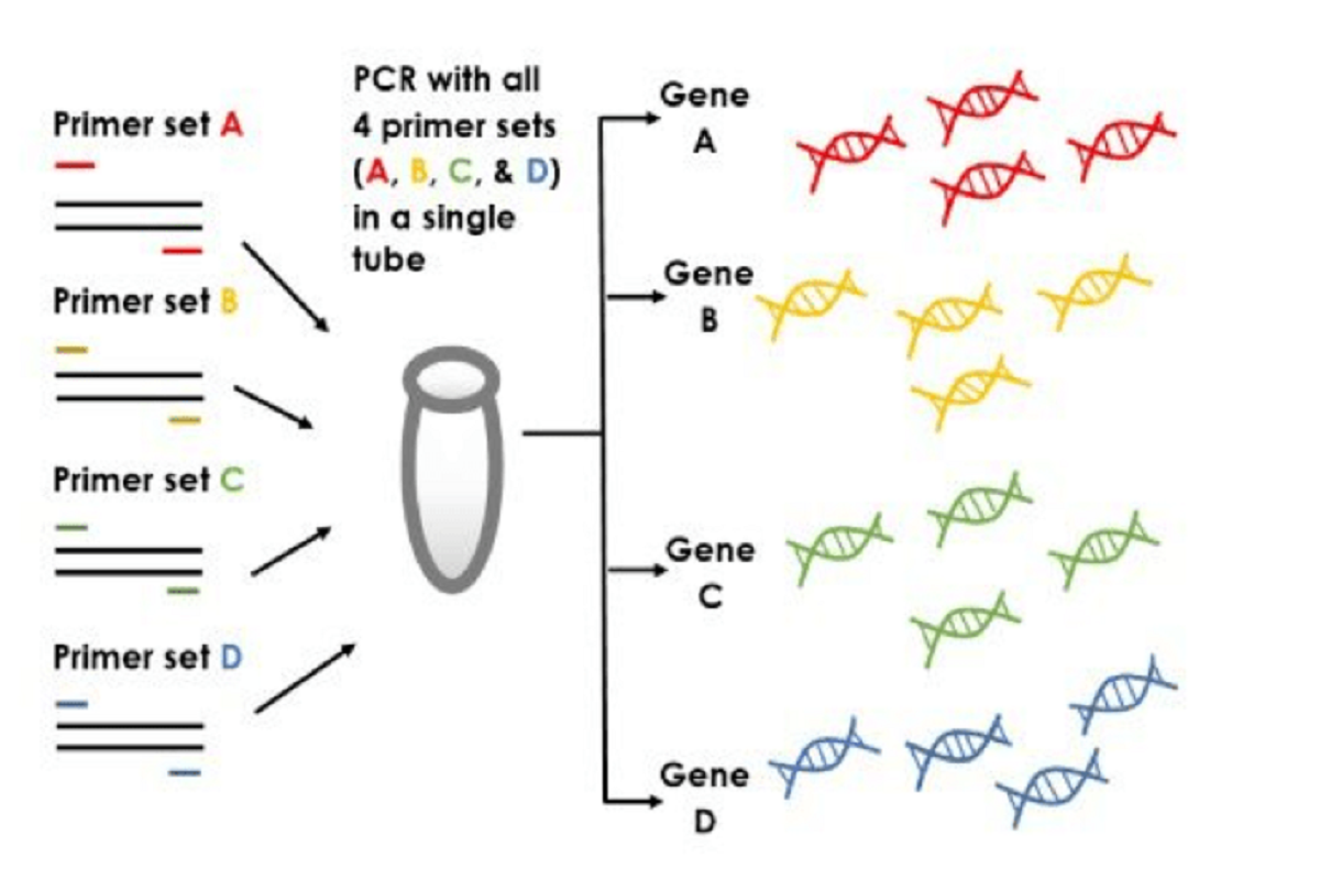 One-Step Cell Identity Assurance: Species Authentication Made Simple