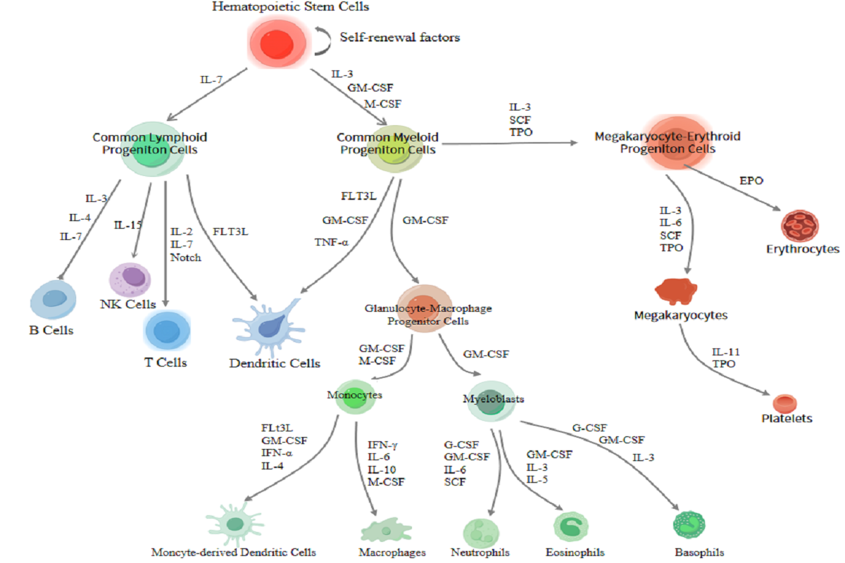 GMP Grade Recombinant Human Interleukin-3 - A Key Factor in Hematopoietic Stem Cell Expansion