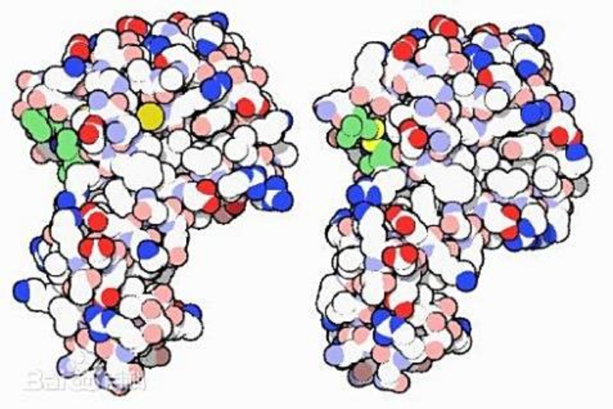 Production Process and Usage Guide of Lysozyme