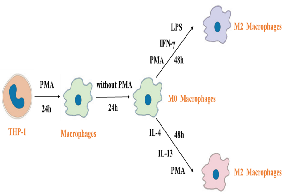 From “suspension” to “adhesion”: complete operational guidelines for THP-1 Macrophage induction