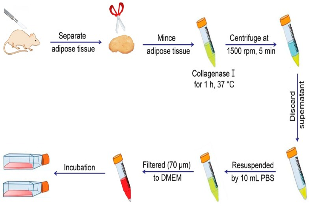 From adherent growth to functional regulation: insights into the central role of cytokines in mesenchymal stem cell culture
