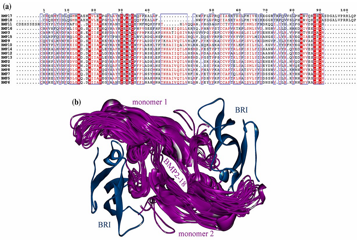 Evolution and Molecular Classification of the Bone Morphogenetic Prote