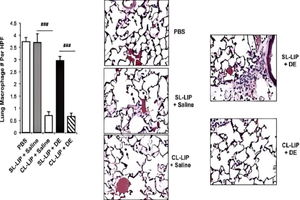Clodronate Liposomes | Lesson 3: Lung Macrophages