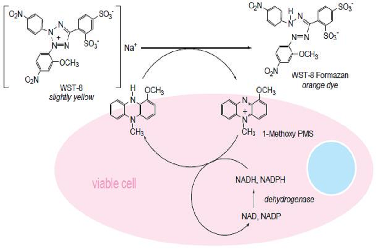 The Complete Guide to Cell Proliferation & Cytotoxicity Assays (Part I): Chemiluminescence method