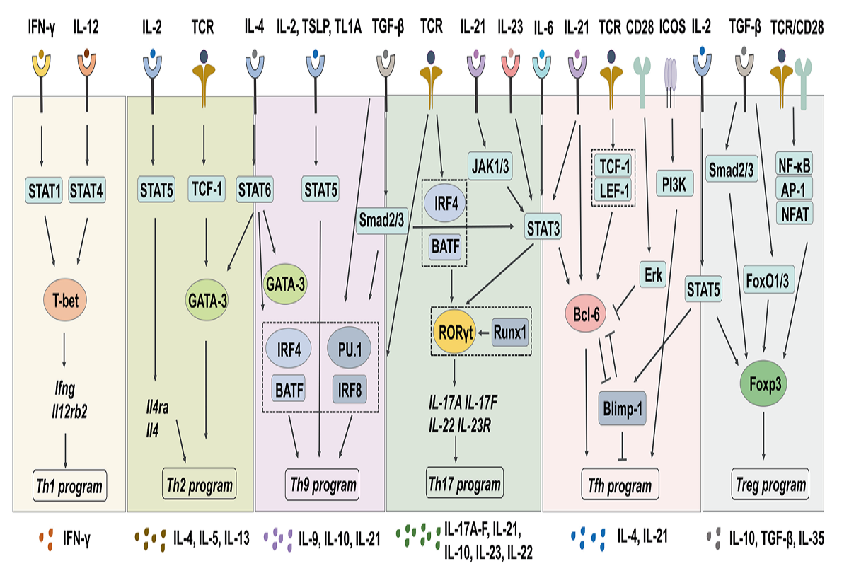 Mouse Th Cell Subsets Differentiation Protocols and Key Cytokines