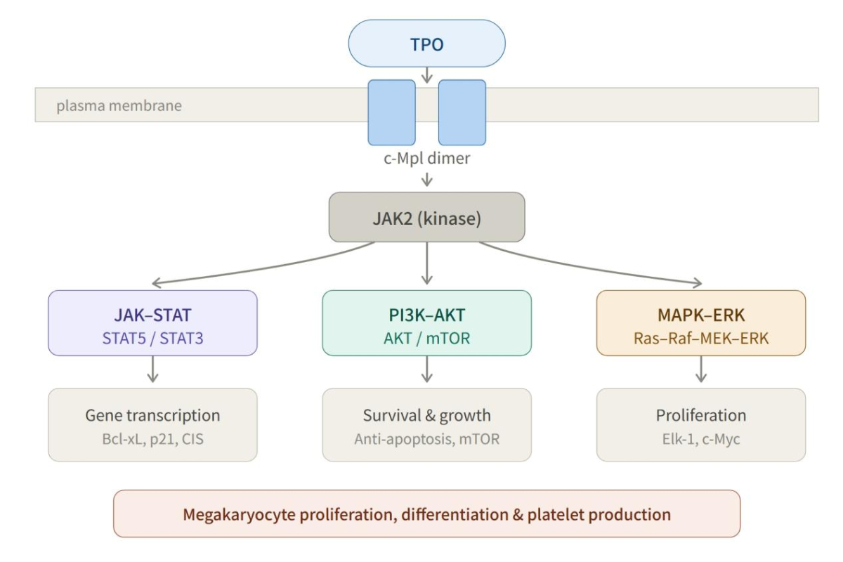 GMP-Grade Recombinant Human TPO — Core Raw Material for In Vitro HSC Expansion and iPSC-Megakaryocyte Induction