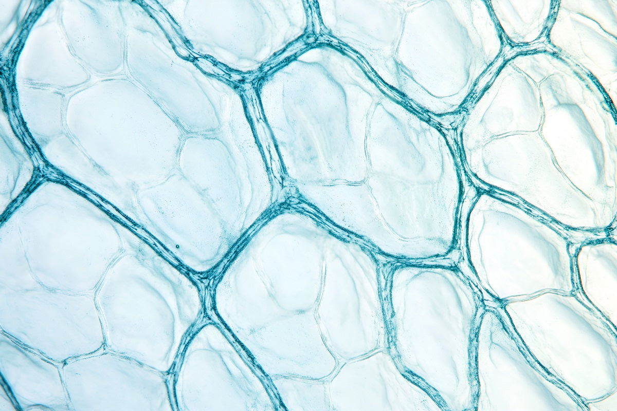 Lyticase and Snailase: Application Guide for Two "Cell Wall Breaking Tools"