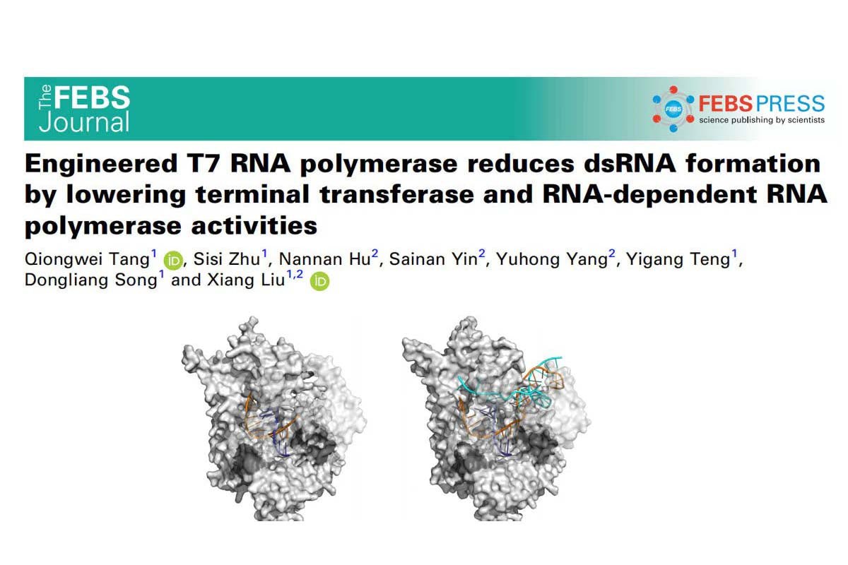 mRNA Technology Breakthrough: Yeasen Reveals the Low-Toxicity and High Translation Secret of T7 RNA Polymerase Mutants