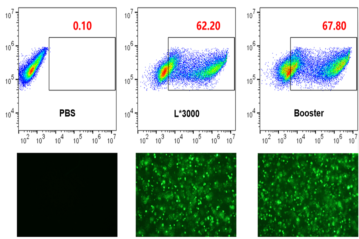 Cell Transfection | Experimental Protocol for Primary Extraction, Culture, and Transfection of Bone Marrow-Derived Macrophages (BMDM)