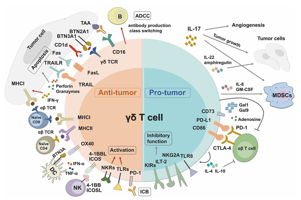 Efficient Expansion and Functional Maintenance: Guidelines for In Vitro Culture of Human Peripheral-Derived T Cells