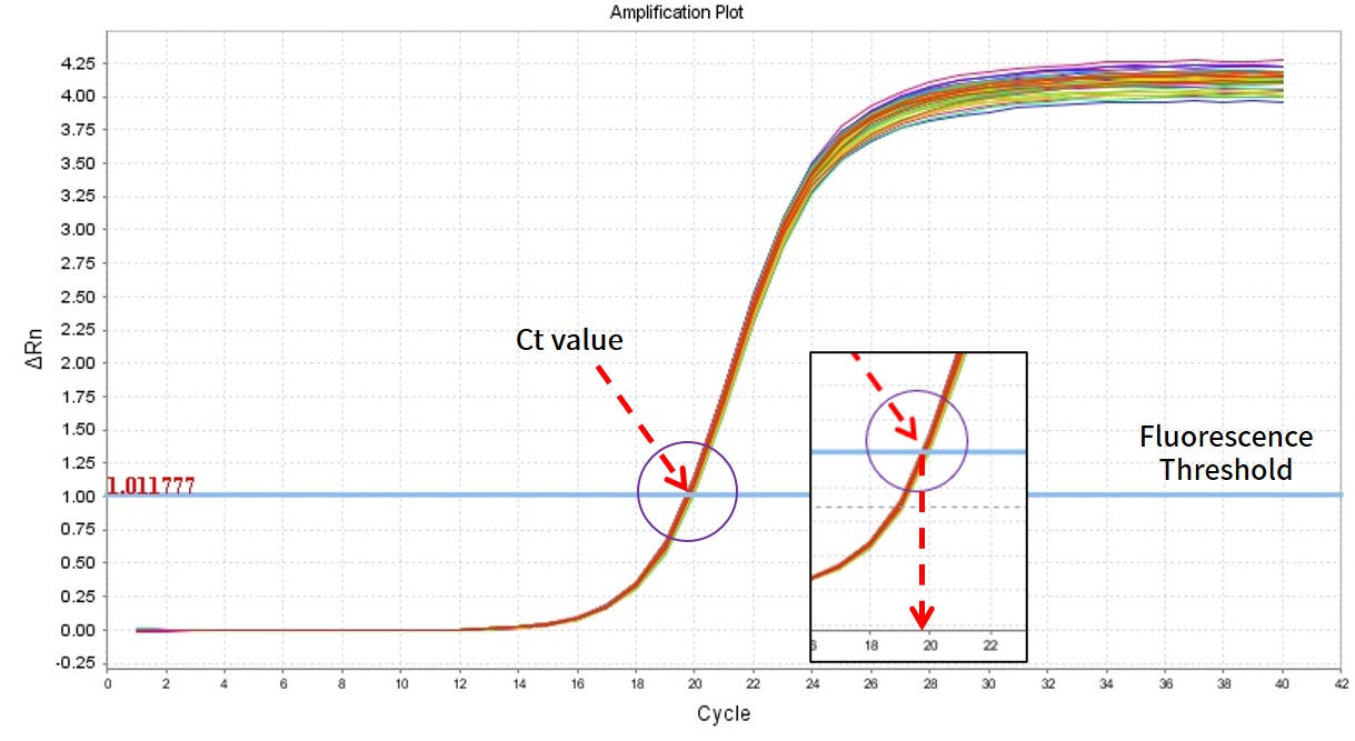 The Reasonable Range of Ct Values in qPCR Experiments