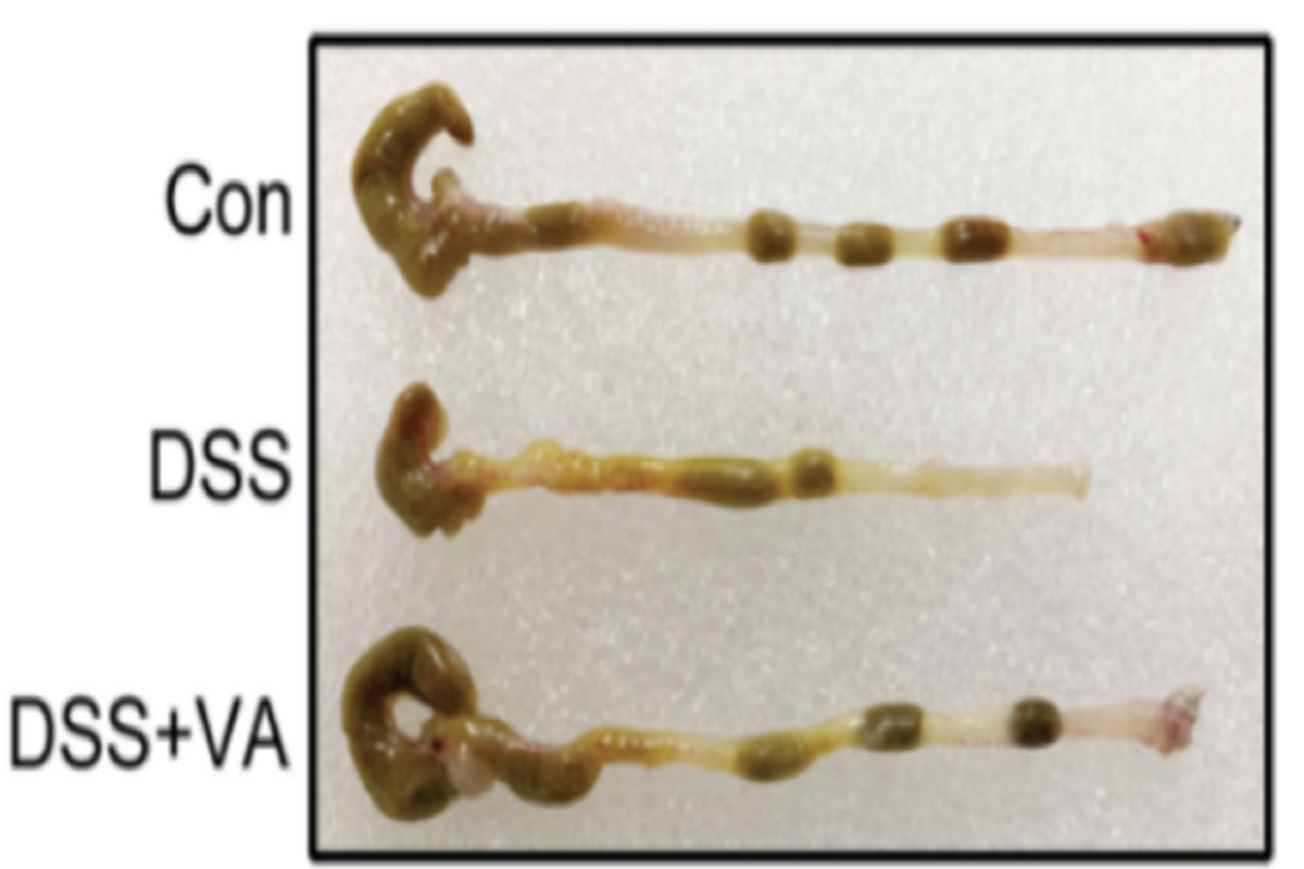 FAQs About DSS-Induced Colitis Modeling