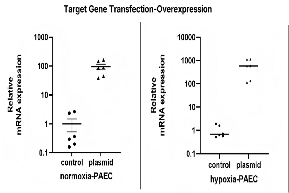 Cell Transfection | Transfection of Primary Human Pulmonary Artery End