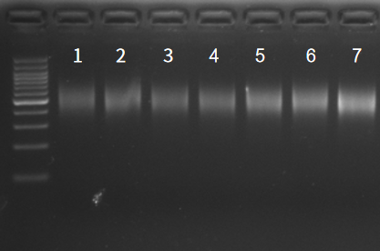 DNA Library Prep | Animal breeding samples (cattle, sheep, geese, chickens) | WGS