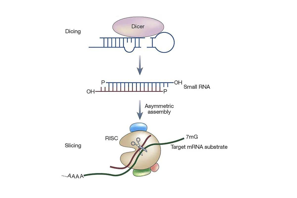 Synthesis of siRNA and the Role of T4 RNA Ligase 2