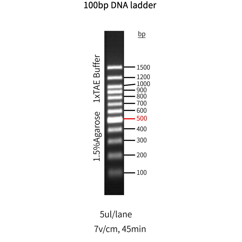 Dm2100 100bp DNA ladder