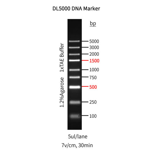 DL5000 DNA Marker