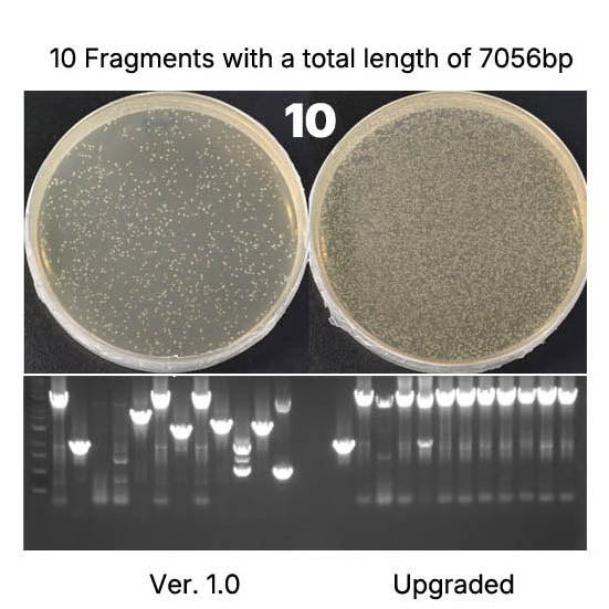 Hieff Clone ™ Universal II مجموعة استنساخ خطوة واحدة _ 10923es