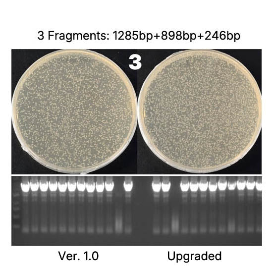 Hieff Clone™ Universal II One Step Cloning Kit _ 10923ES