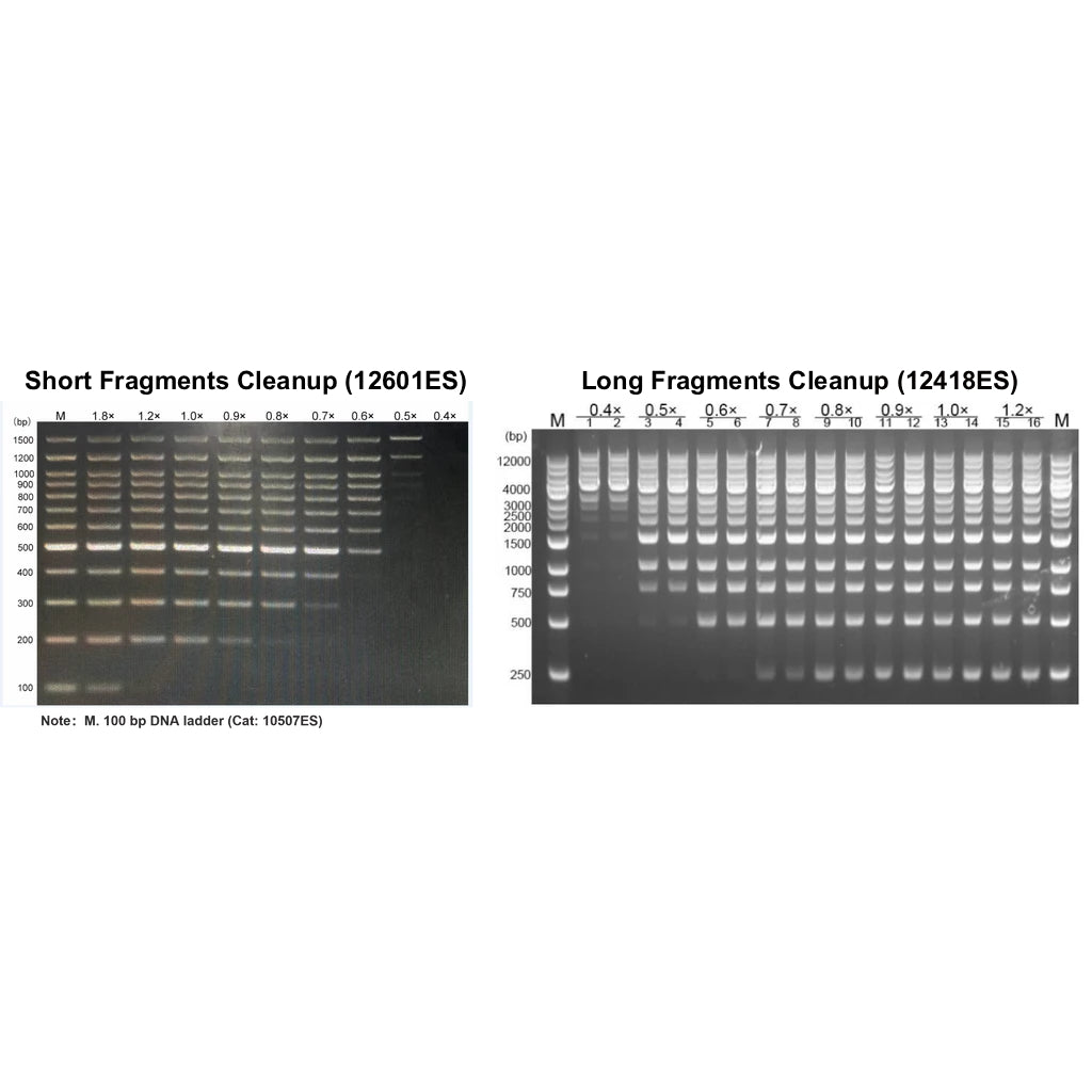 Hieff NGS™ DNA 선택 비즈 _ 12601ES 