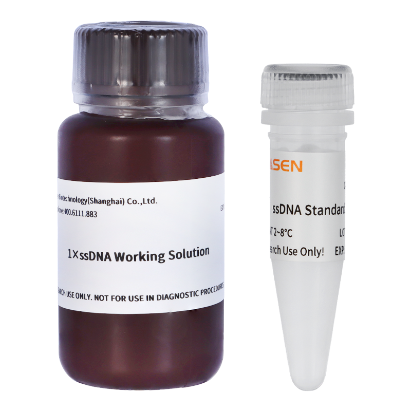 1×ssDNA Assay Kit _ 12646ES