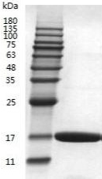 Mus IL-25/IL-17E Protein (HEK293) _ 90253E