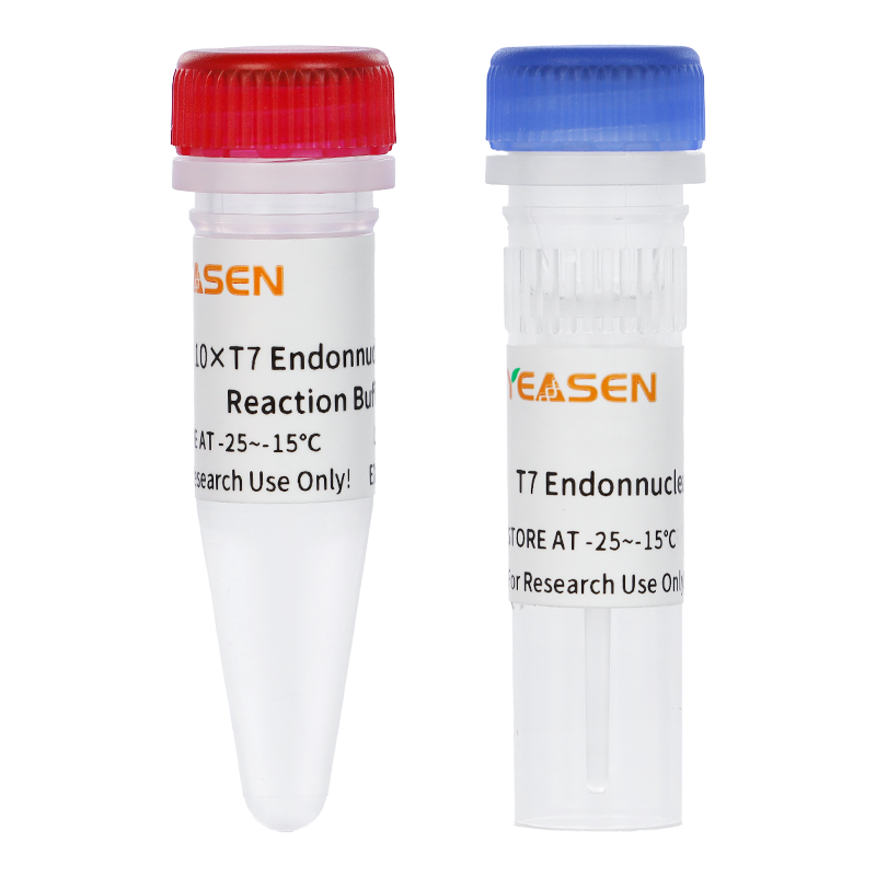 T7 Endonuclease I (10 U/µL) _ 14548ES