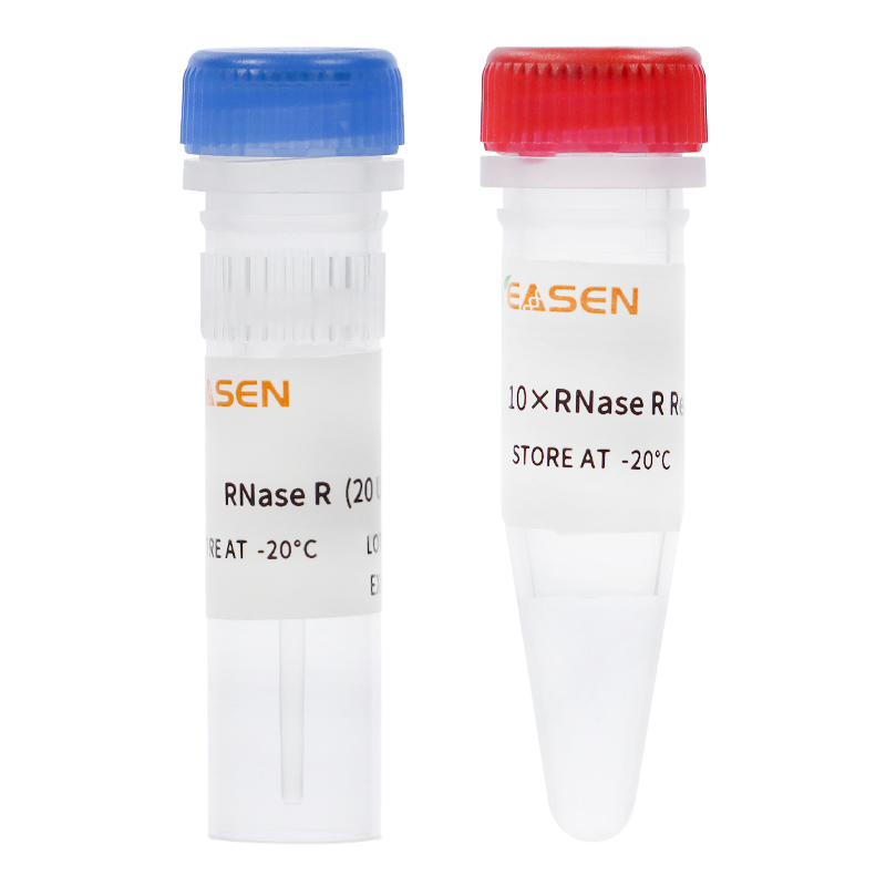 RNase R (20 U/μL) - 14606es