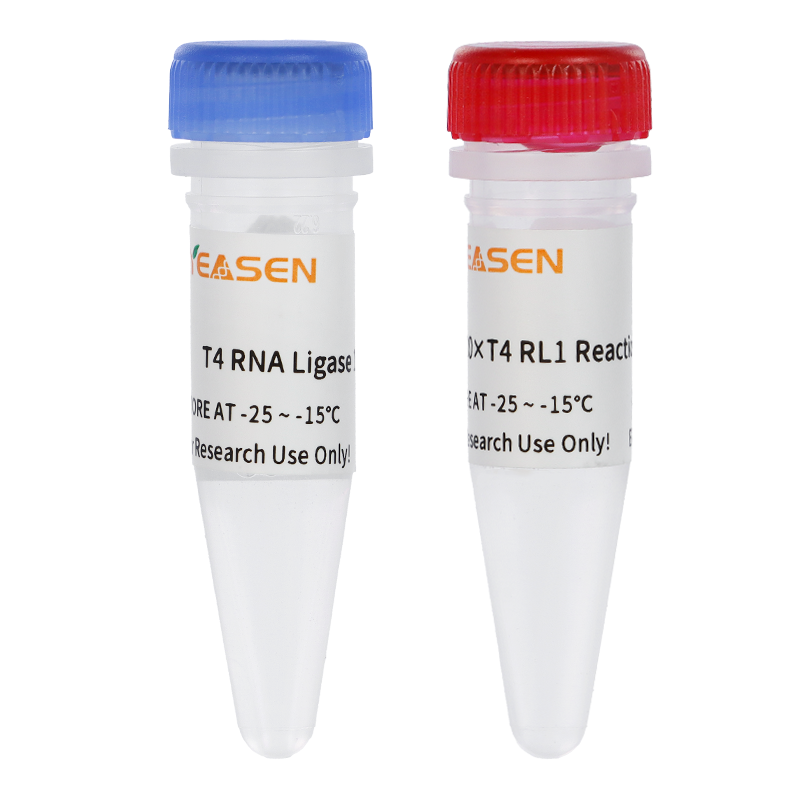 T4 RNA ligaz 2 (10 U/μl) _ 14652es