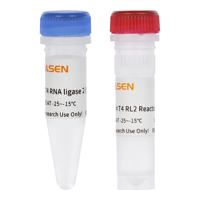 T4 RNA Ligase 2 (dsRNA Ligase, 10 U/μL) _ 14652ES