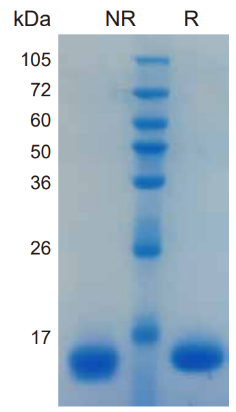 มนุษย์ IL-33 โปรตีน (HEK293) _ 90236ES
