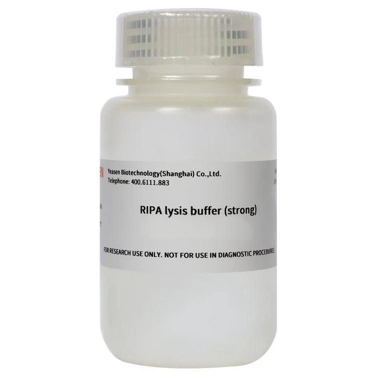 RIPA Lysis Buffer (Strong) _ 20101ES