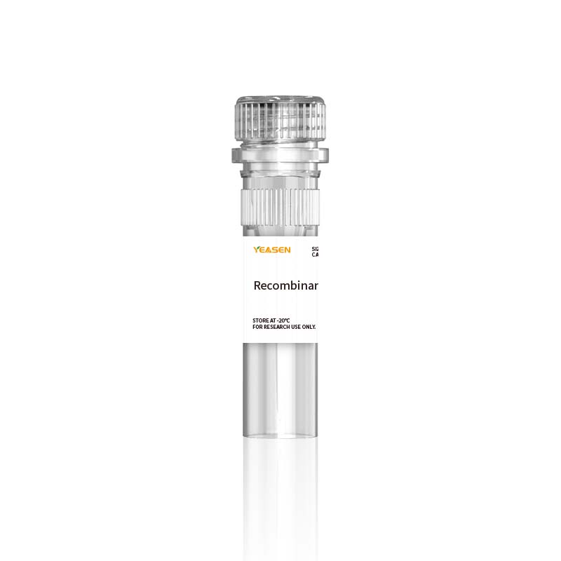 Human Angpt2/Angiopoietin-2 (علامة AVI)