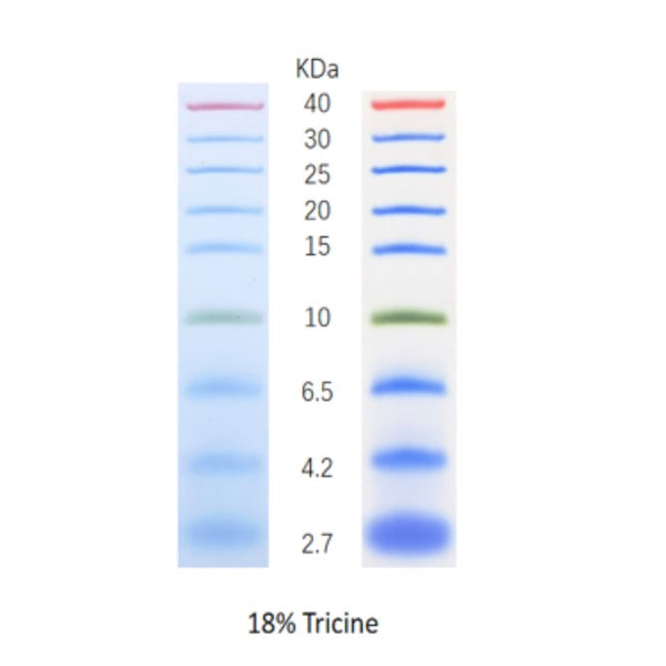 タンパク質ラダー（2.7-40 KDa、3色低分子量）