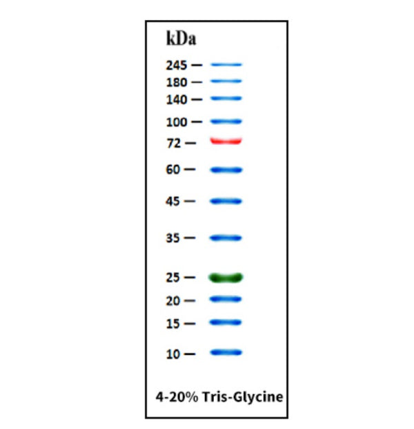 Protein ladder (10-245 KDa, 3 colors High Range)