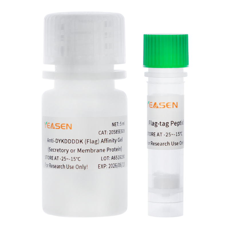 Gel d'affinité anti-dykdddddk (drapeau) -20584E