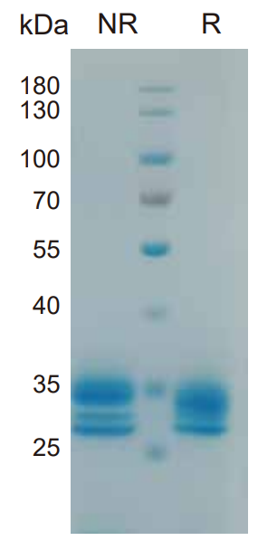Human IL-27 Protein  (HEK293) _ 90235E