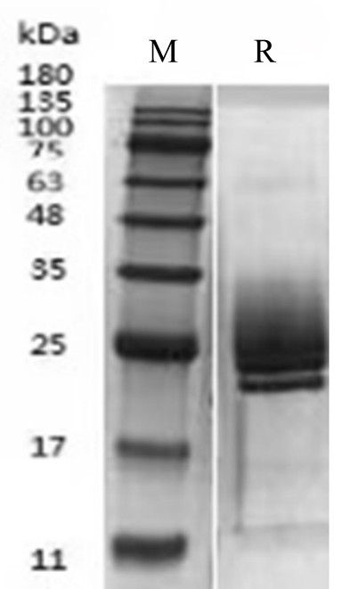 البروتين IL-13 البشري (Cho) _ 90263es