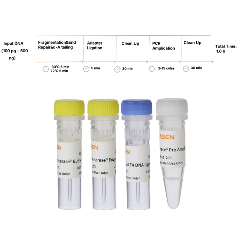 Hieff Ngs ™ Onepot Flash Library Kit di preparazione della libreria (enzimatico) _ 12316es