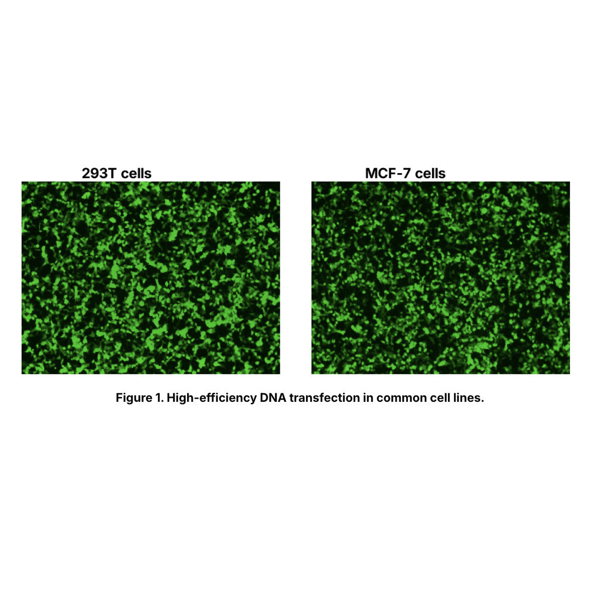 Hieff Trans™ PEI Master Transfection Reagent _ 40819ES