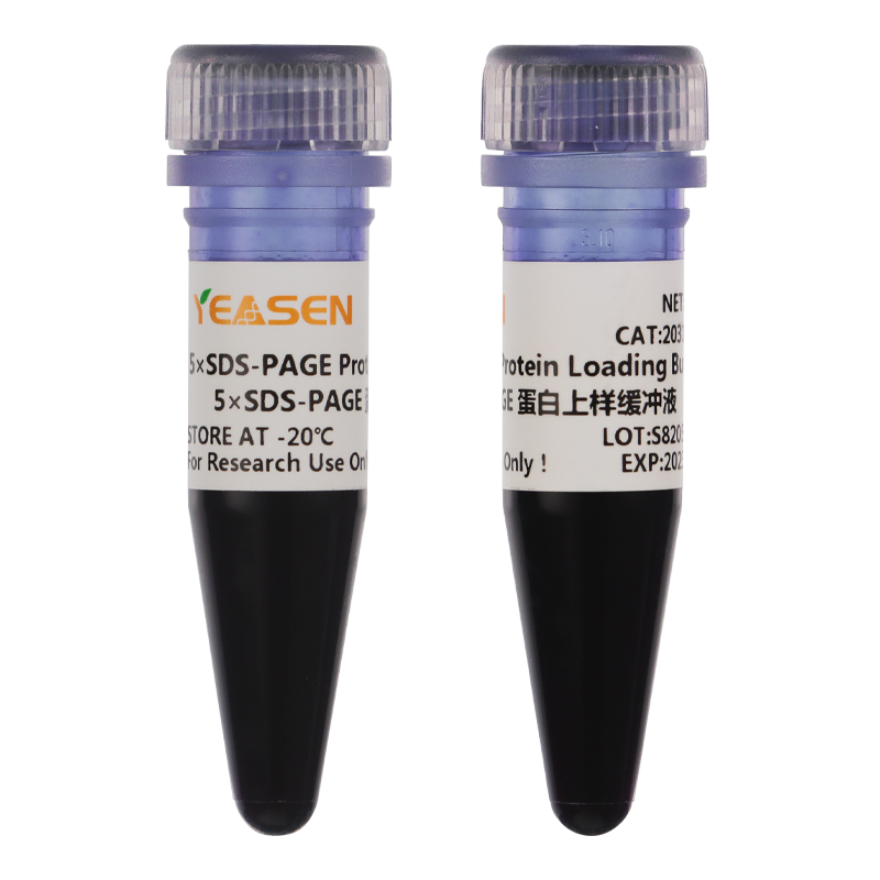 SDS-PAGE Protein Loading Buffer