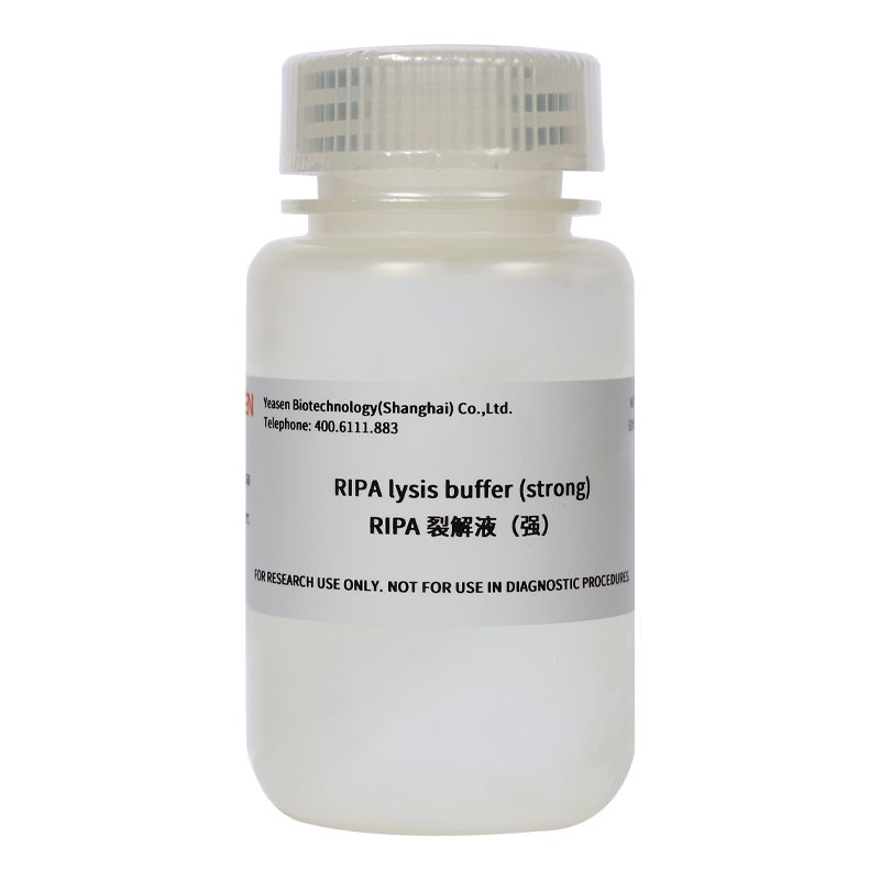 RIPA Lysis Buffer (Strong) _ 20101ES